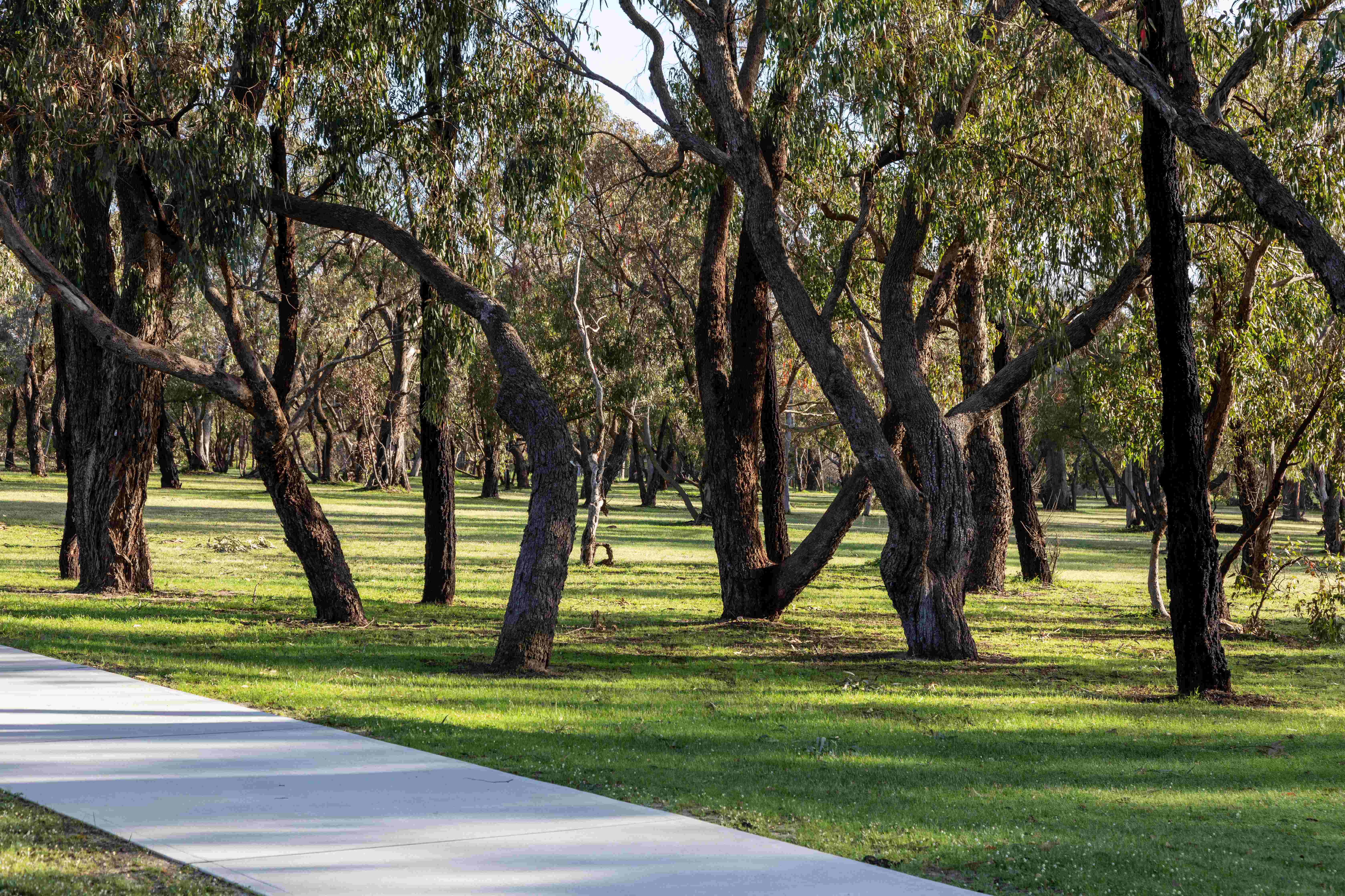 A tranquil park in Botania Park, Perth, with twisted eucalyptus trees and a paved walking path.