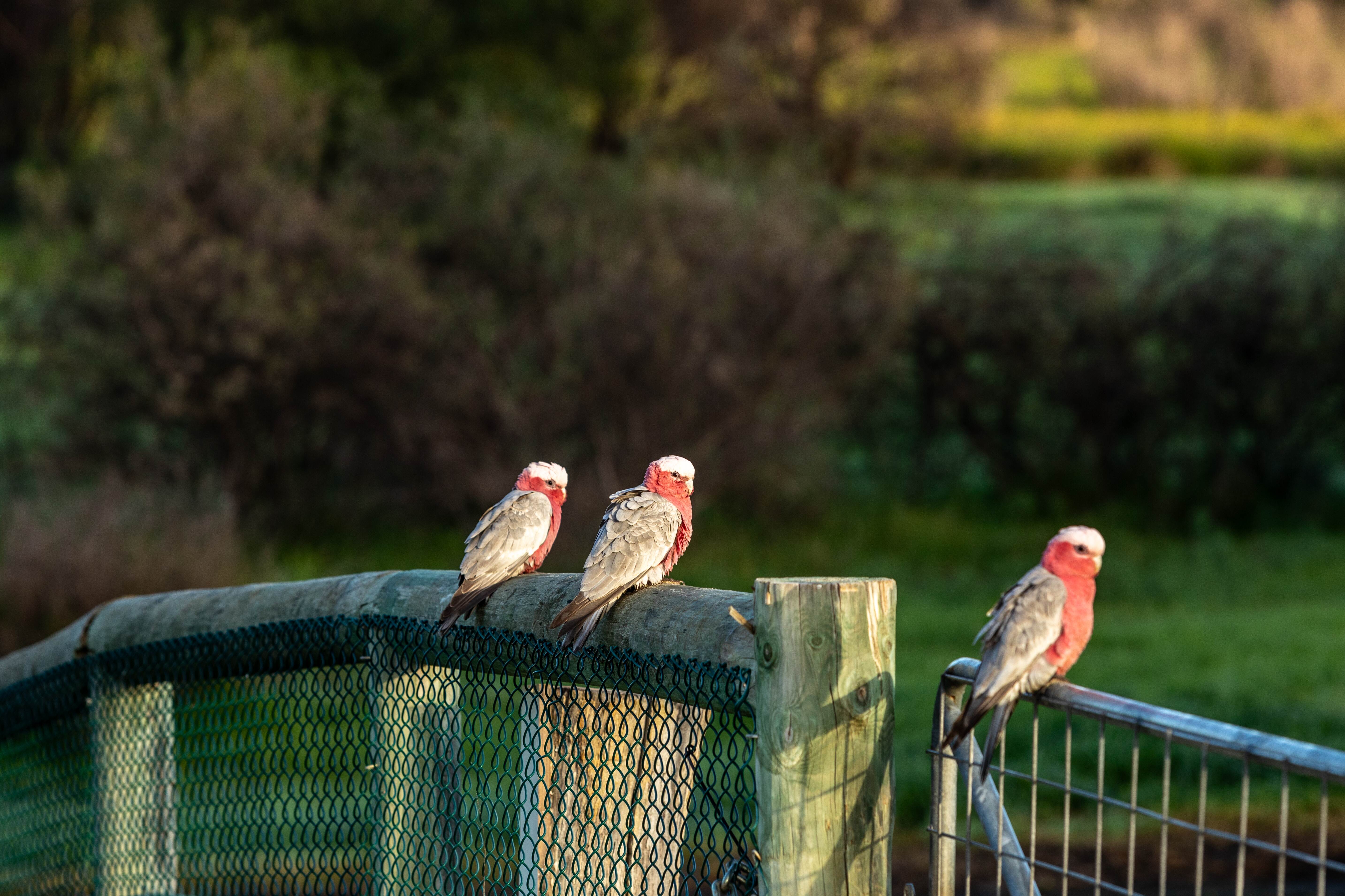 Three galahs (rose-breasted cockatoos) perched on a rustic wooden fence in a natural setting at Botania Park, Perth, bathed in warm sunlight with a lush green background.