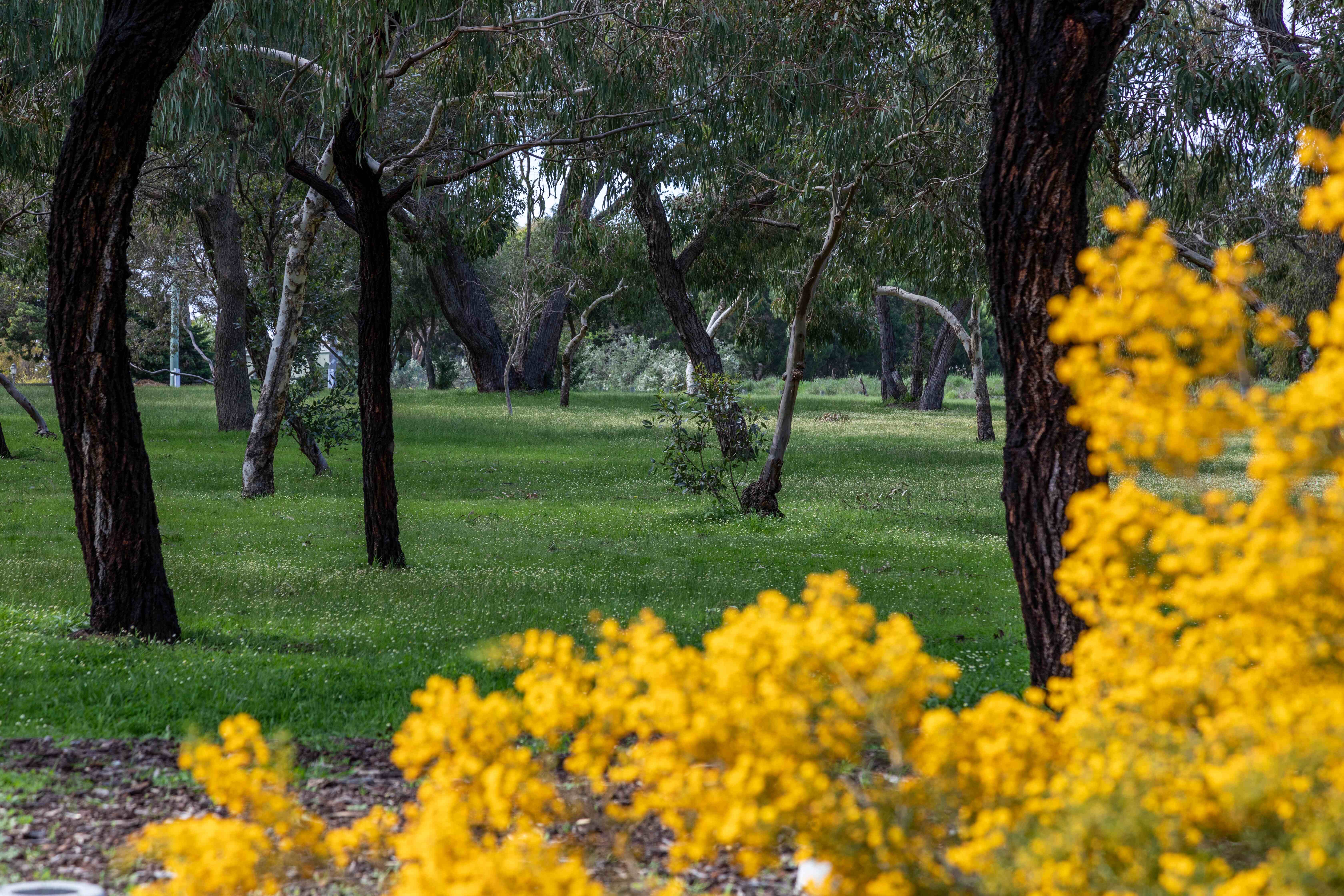 Scenic view of Botania Park featuring lush greenery, tall native trees, and vibrant yellow wildflowers, reflecting its commitment to sustainability and eco-friendly development.