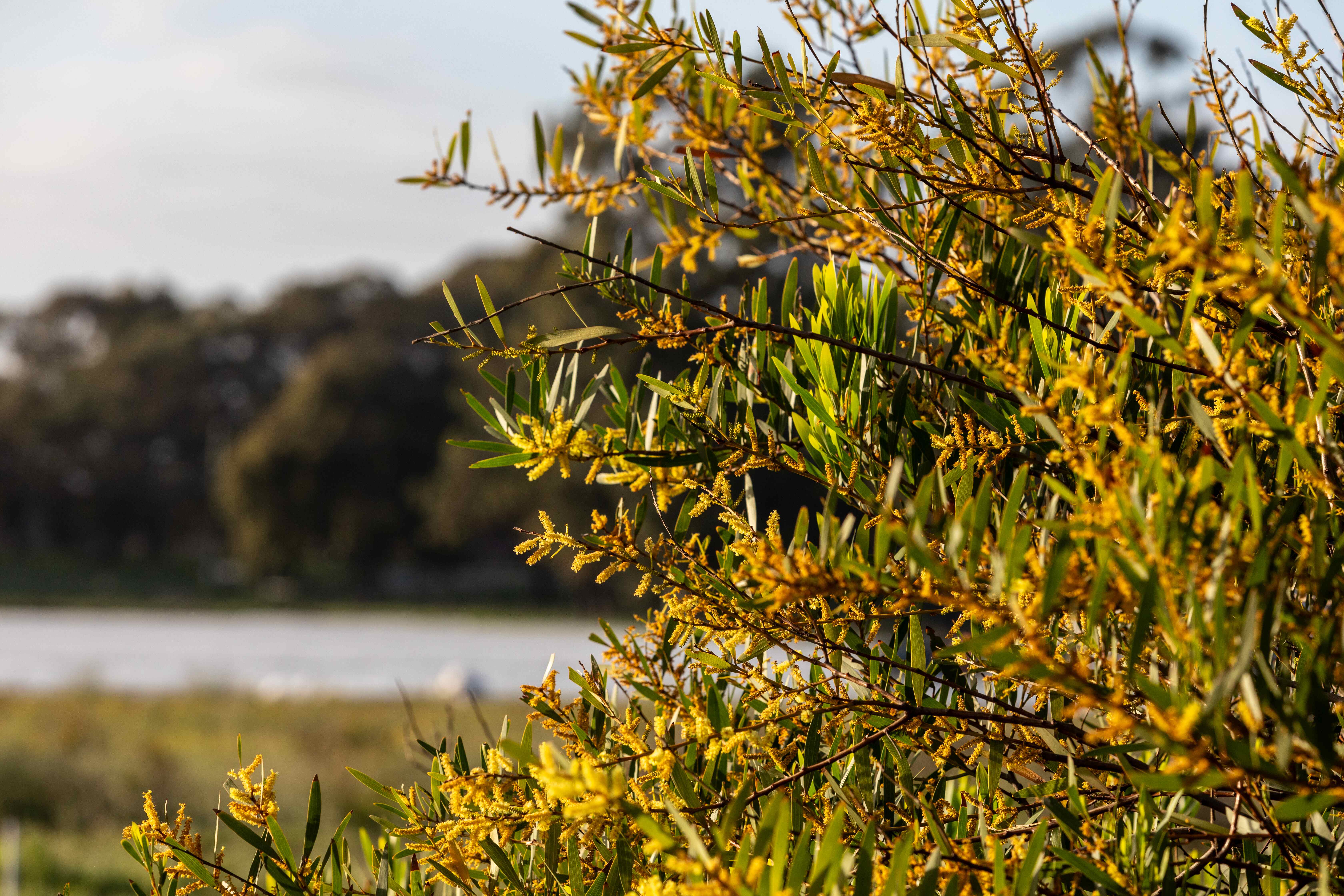 Golden wattle tree in full bloom at Botania Park, Perth, with a scenic riverside view and lush greenery in the background.