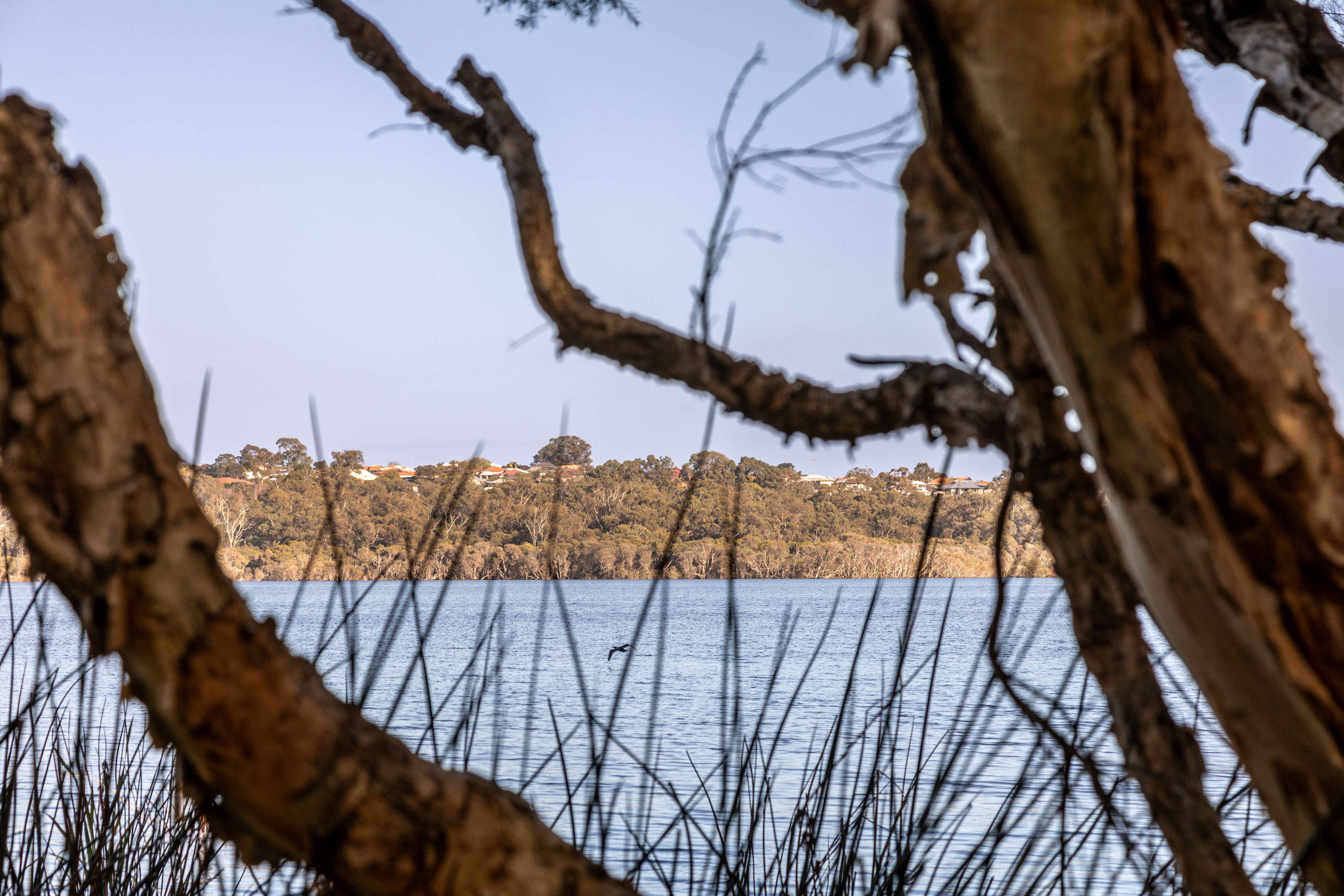 A scenic view of Botania Park in Perth, framed by twisted tree branches, overlooking a peaceful lake with lush greenery and distant houses.