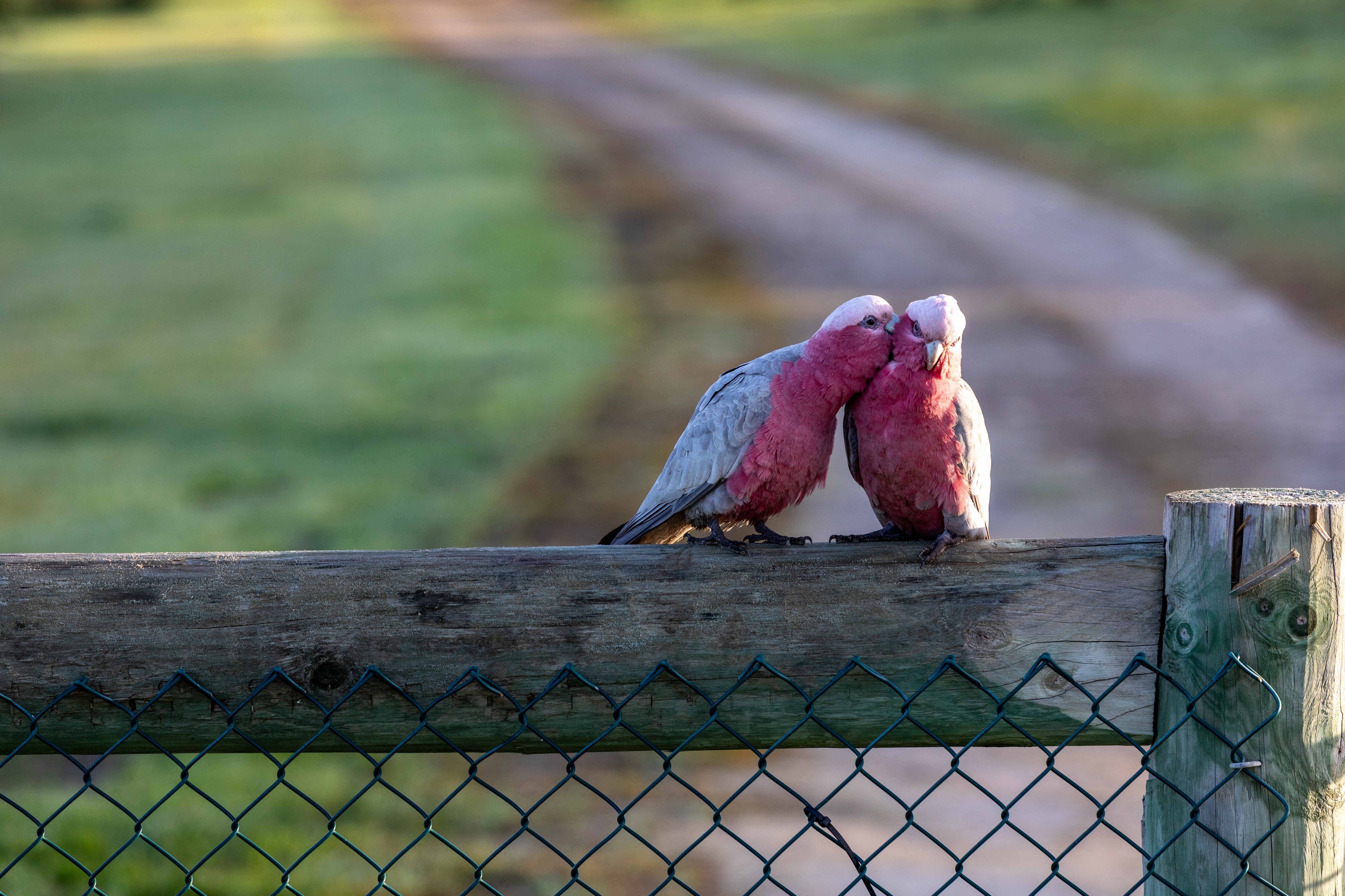 Two pink and grey galahs perched on a wooden fence, affectionately preening each other, symbolizing the rich wildlife and natural beauty of Botania Park in Perth, a community designed for sustainable living and harmony with nature.
